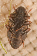 Elmidae