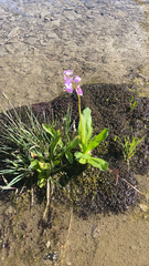 Primula jeffreyi