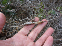 Neolasioptera lupini