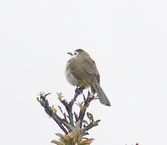 Pycnonotus flavescens leucops