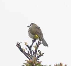 Pycnonotus flavescens leucops