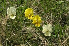 Viola oreades