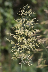 Sorghum halepense