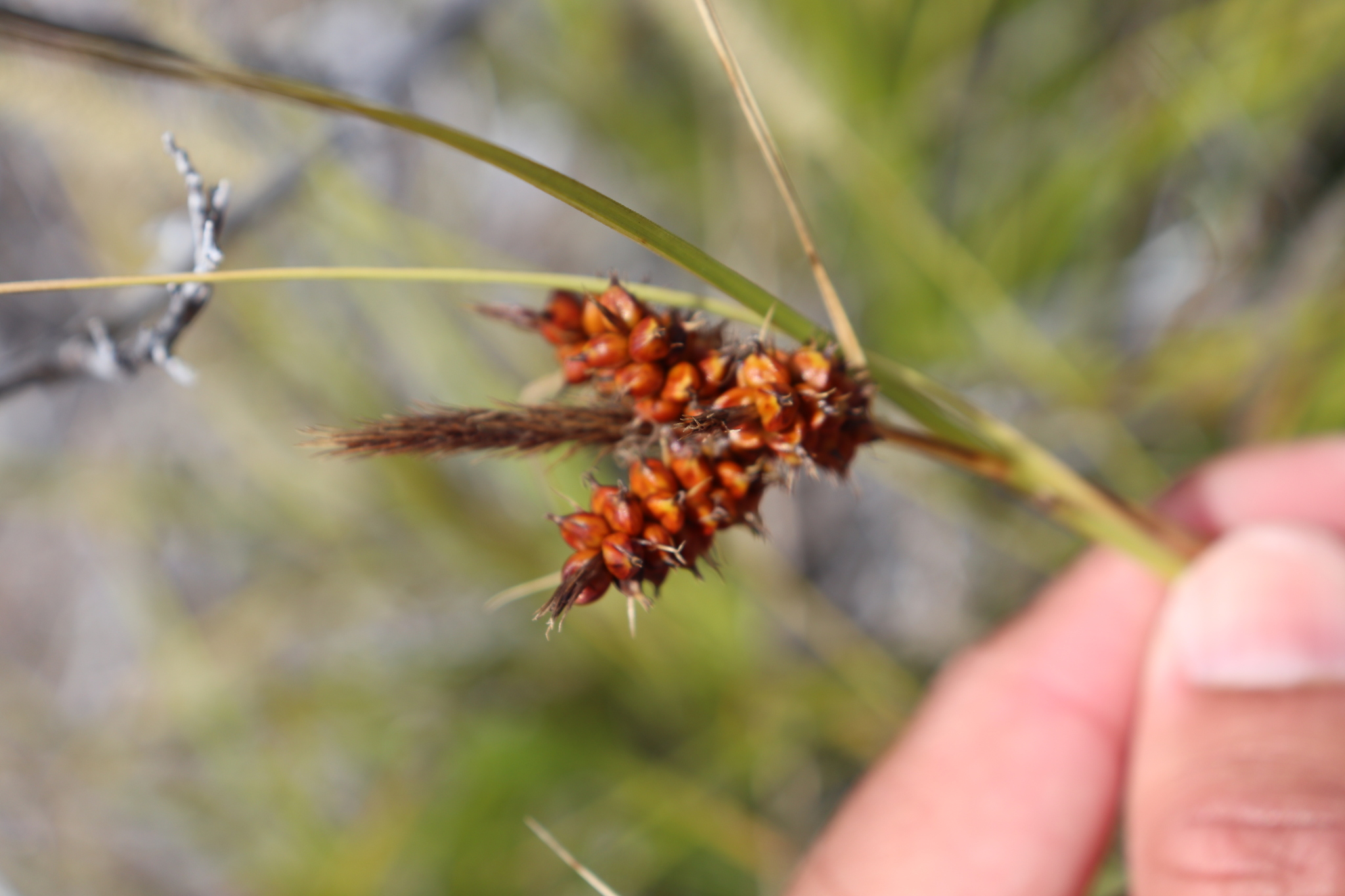 Carex wahuensis ssp. rubiginosa