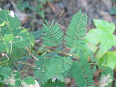 Chamaecrista nictitans