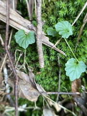 Lobelia trigonocaulis