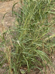 Sorghum halepense