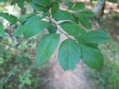 Ilex decidua