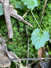 Lobelia trigonocaulis