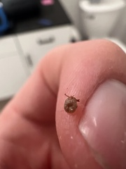 Amblyomma americanum