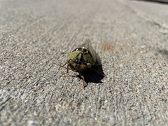 Megatibicen dealbatus
