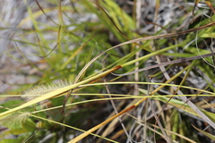 Carex wahuensis