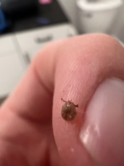 Amblyomma americanum