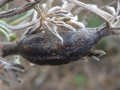 Neolasioptera lupini