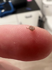 Amblyomma americanum