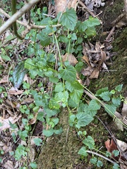Lobelia trigonocaulis