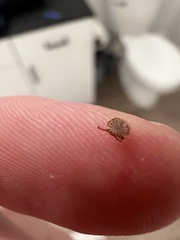 Amblyomma americanum