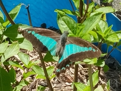 Graphium choredon