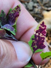 Norvellina chenopodii