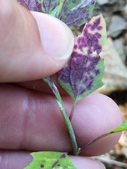 Norvellina chenopodii