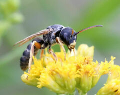 Halictus parallelus