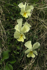 Viola oreades