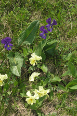 Viola oreades