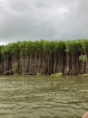 Rhizophora mangle
