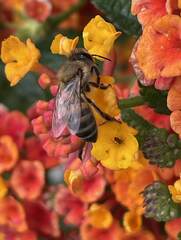 Apis mellifera