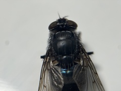 Calliphora terraenovae