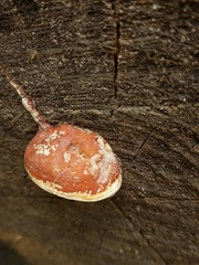 Phellinus pomaceus