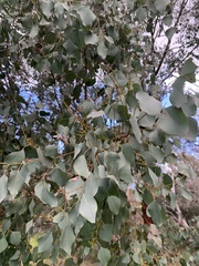 Eucalyptus polyanthemos