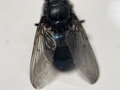 Calliphora terraenovae