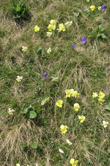 Viola oreades
