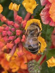 Apis mellifera