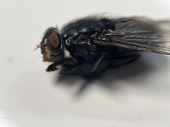 Calliphora terraenovae