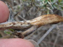 Neolasioptera lupini