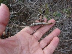Neolasioptera lupini