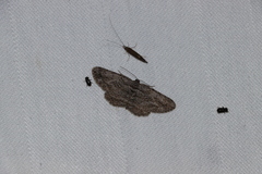 Iridopsis vellivolata