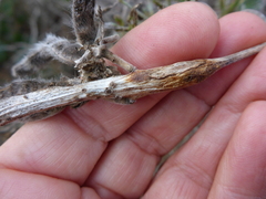 Neolasioptera lupini