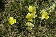 Viola oreades