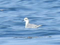 Phalaropus fulicarius
