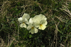 Viola oreades