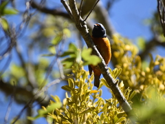 Chlorophonia elegantissima