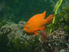 Hypsypops rubicundus