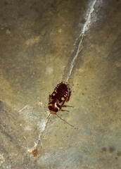 Periplaneta australasiae