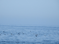 Oceanites oceanicus