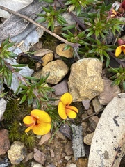 Pultenaea pedunculata