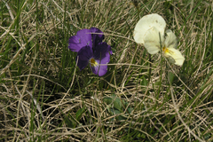 Viola oreades