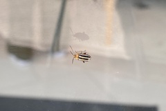 Disonycha glabrata